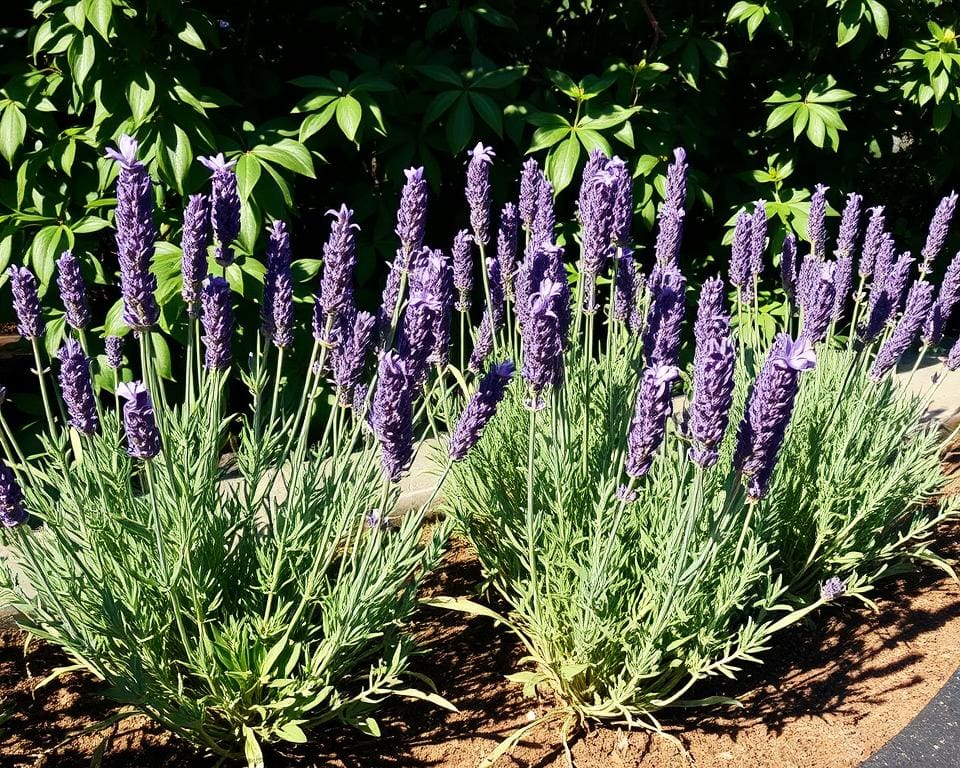 Kun je lavendel in de schaduw laten bloeien?