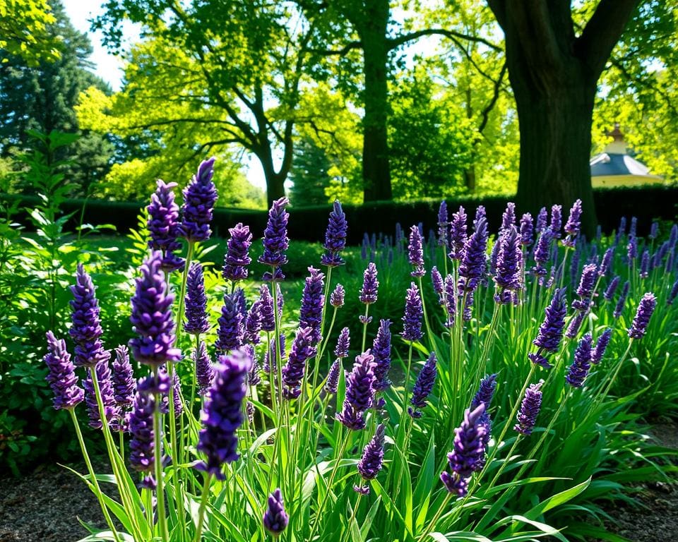 Lavendel in de schaduw